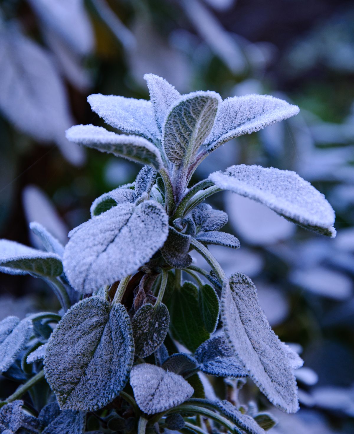 Sage leaves covered in white frost
