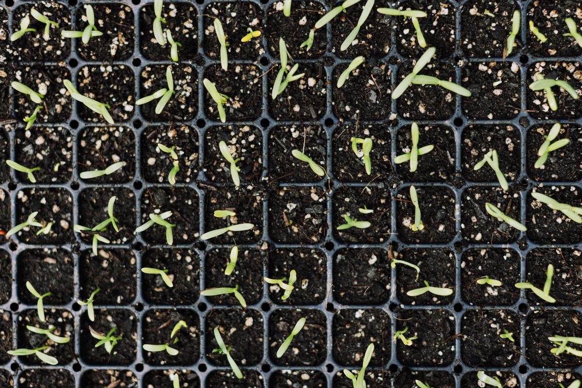 Young green seedlings grow in black planting trays