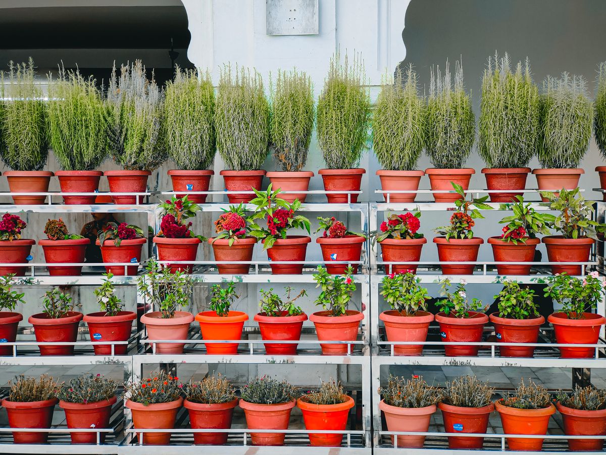 Shelves of potted flowers and rosemary at a garden center